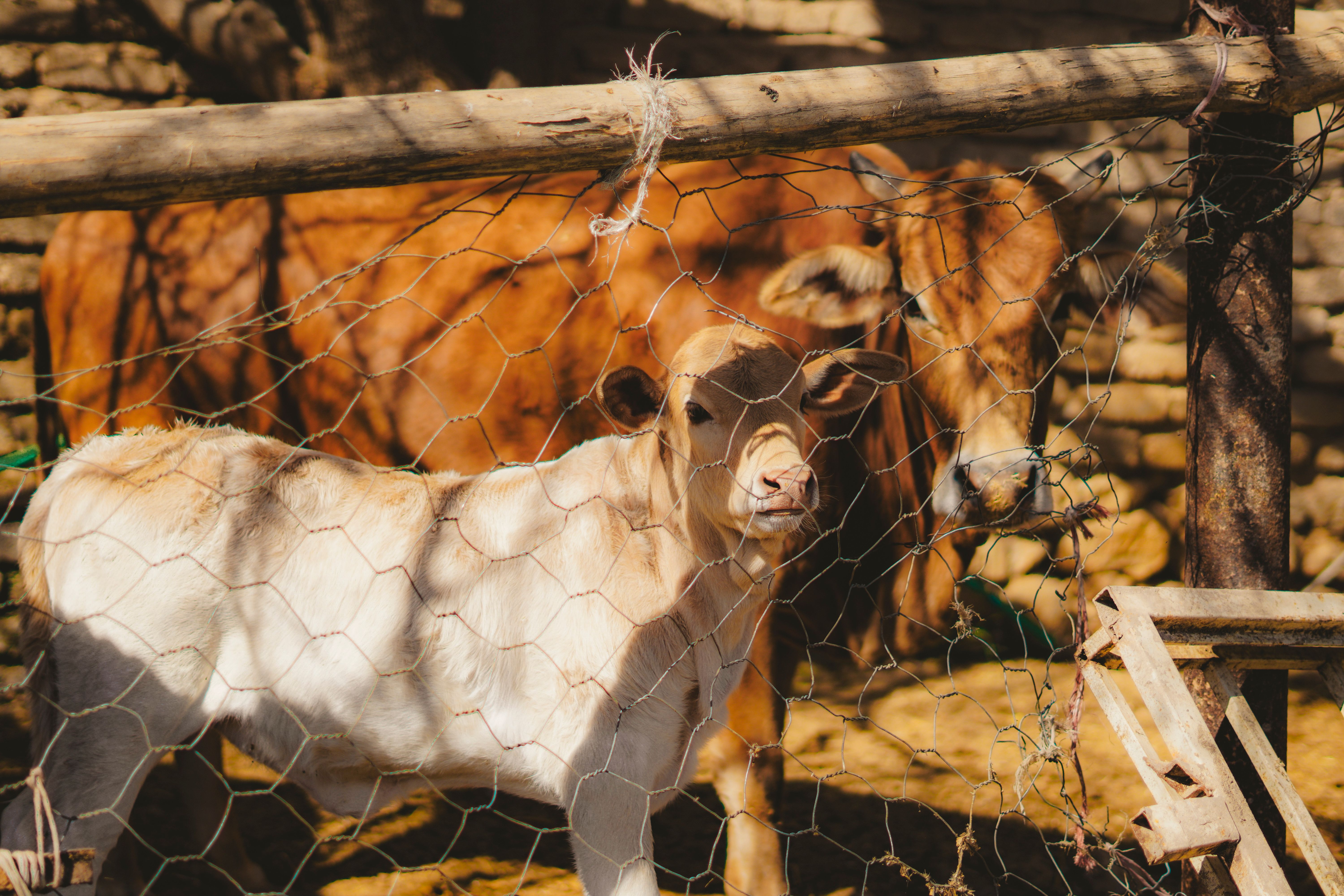 Cattle gathered behind a farm fence