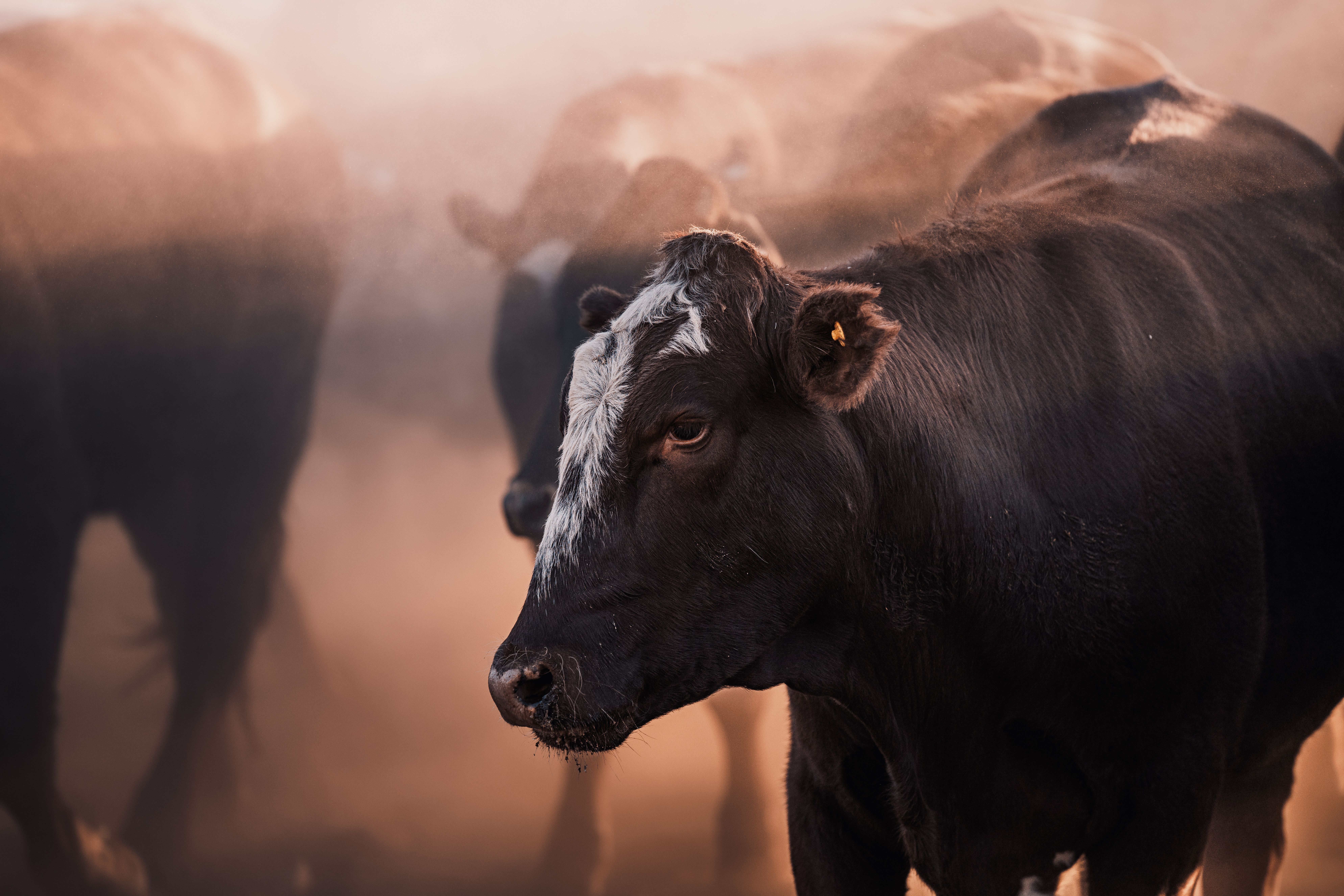 Cattle in warm evening light